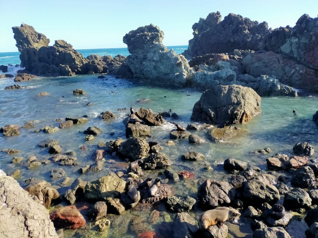 Fur seals resting in a rock pool at Cape Palliser